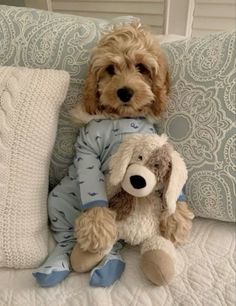 a brown dog sitting on top of a bed next to a stuffed teddy bear and pillow