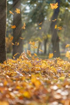 the leaves are falling from trees in the park