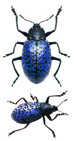 two blue bugs with black spots on their body and legs, one is facing the opposite direction