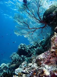 a coral reef with lots of fish swimming around it