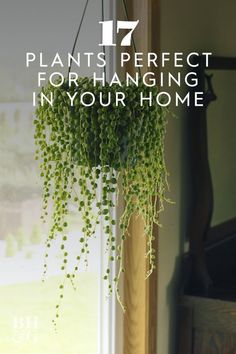 a potted plant hanging from the side of a window with text overlay that reads 17 plants perfect for hanging in your home