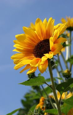 a large sunflower is blooming on a sunny day with blue skies in the background