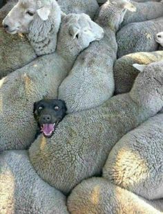 there is a dog that is laying in the middle of sheep's butts