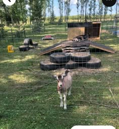 a goat is standing in the grass behind a fence with tires on it's sides