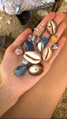 a person's hand holding several seashells in their palm, with other shells scattered around them