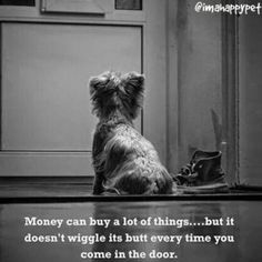 Game Mode, West Highland White Terrier, About Money, Animal Quotes, Dog Quotes, Siberian Husky, Small Dog, A Quote, Yorkshire Terrier