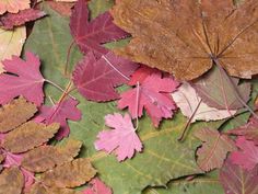 many different colored leaves laying on the ground