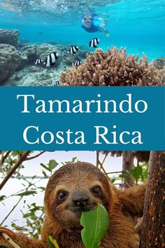 a sloth hanging from a tree in the ocean with text overlay that reads tamarindo costa rica