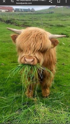 an animal with long hair eating grass in a field