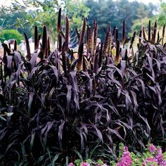 purple flowers are growing in the garden