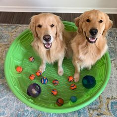 two golden retrievers sitting in a green toy pool