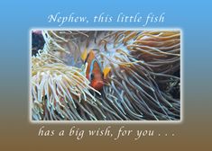 Little Fish with a Big Happy Birthday Wish, for a Nephew, Clown Fish card Happy Birthday Wishes Aunt, Happy Birthday Wishes Cousin, Fish Card, Fish Birthday, Fishing Cards, Birthday Card Craft, Birthday Wish, Birthday Card Design, Card Tattoo