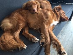 two brown dogs laying on top of a couch