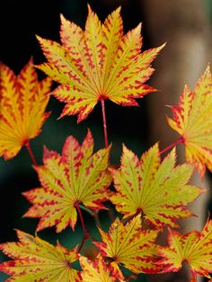 yellow and red leaves are in the foreground