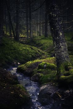 a small stream running through a forest filled with green mossy rocks and tree trunks