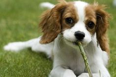 a puppy is sitting on the grass with a stick in its mouth