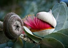 Australian Native Plants, Unusual Plants, Unusual Flowers, Rare Flowers, Cactus Y Suculentas, Seed Pods, Unique Flowers, Flower Bud, Exotic Plants