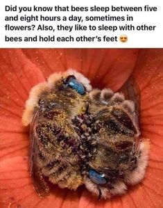 two bees sleeping in a flower with caption that reads, beautiful sleeping bees the bees sleep 5 hours in 24 hours per hour period and many bees