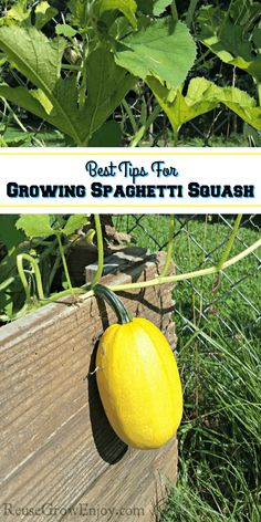 a yellow squash growing on the side of a wooden fence with text overlay that reads best tips for growing spagettti squash