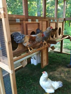 several chickens are standing in their coops and one is looking at the camera man