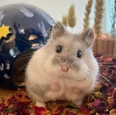 a hamster is sitting on the floor next to a ball and some dried flowers