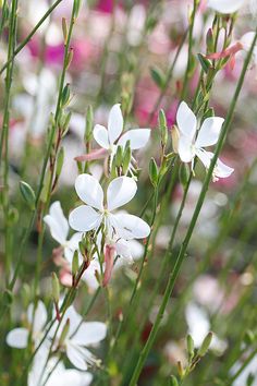 some white flowers are growing in the grass