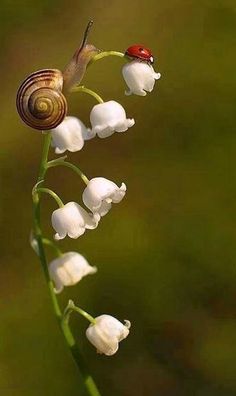 a snail is sitting on top of a flower with white flowers in the foreground