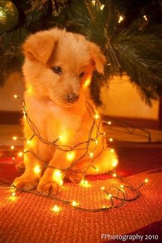 a small dog sitting in front of a christmas tree with lights on it's legs