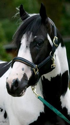 a black and white horse wearing a bridle