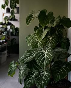 a houseplant is growing in a pot on the floor