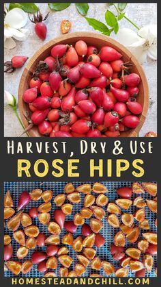 rose hipss in a bowl with text that reads harvest, dry and use rose hips