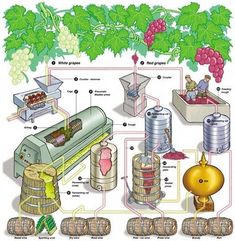 an image of wine making process diagram