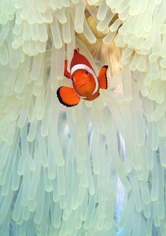 an orange clownfish hiding in the tentacles of anemone sea anemone