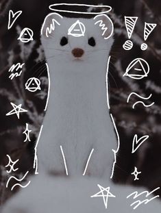 a white cat sitting on top of snow covered ground next to trees and writing symbols