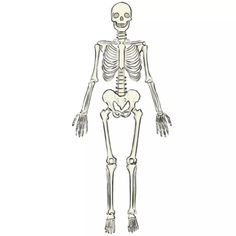 the human skeleton is shown in this image, it appears to be looking like an adult