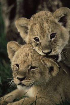 two young lion cubs cuddle together in the grass