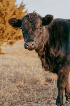 a brown cow standing in the middle of a dry grass field with trees behind it