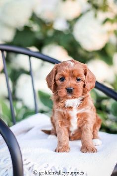 a brown and white puppy sitting on top of a chair