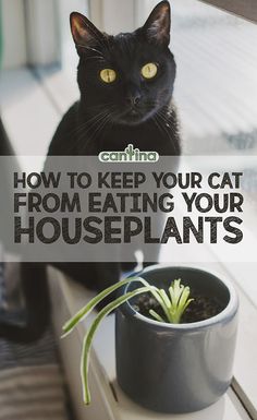 a black cat sitting on top of a window sill next to a potted plant