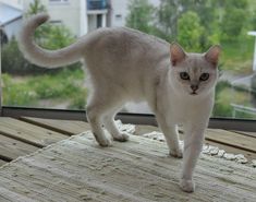 a white cat standing on top of a wooden floor next to a window sill