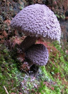 two mushrooms growing on the side of a mossy rock wall covered in lichen