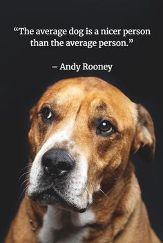 a brown and white dog with a quote from andy roaney about the average dog is a nice person than the average person