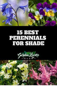 different flowers with the words best perennials for shade in front of them and an image of