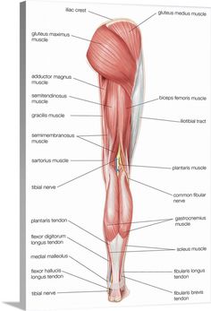 the muscles are labeled in this diagram, and there is also an image of them