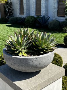 there is a large bowl with plants in it on the cement block near some bushes