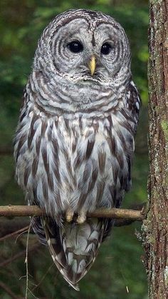 an owl sitting on top of a tree branch