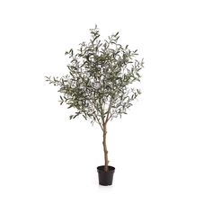 an olive tree in a pot on a white background