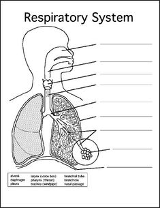 diagram of the human body organs and their corresponding structures labeled in black and white text