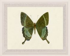 a green butterfly is shown in a black frame