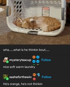 an orange and white cat laying in a laundry basket with the caption, what is he thinkin bout? mysteryteaup nice soft warm laundry